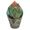 Aloe variegata