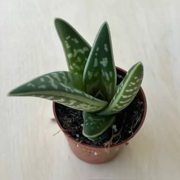 Aloe variegata
