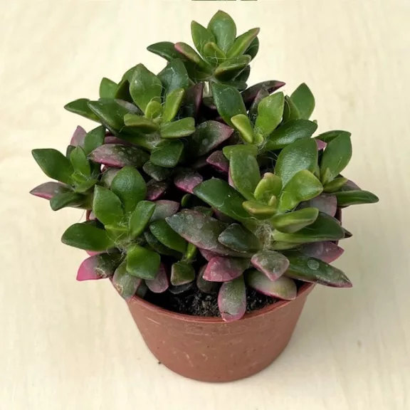 Anacampseros rufescens Anacampseros rufescens