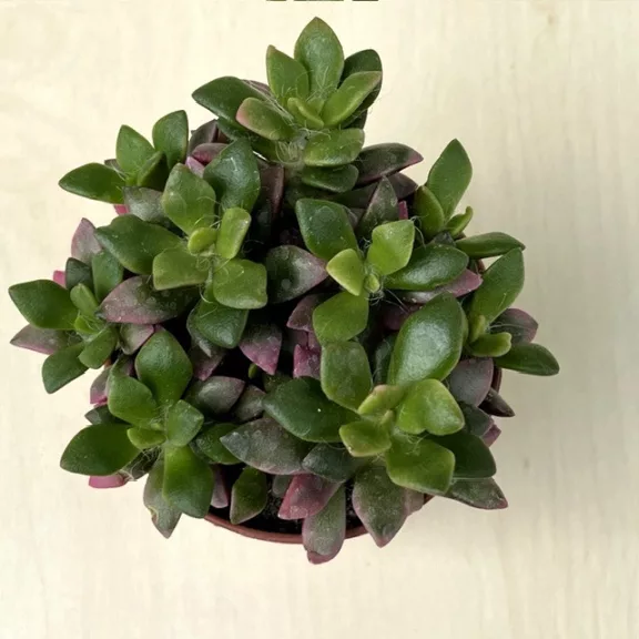 Anacampseros rufescens Anacampseros rufescens