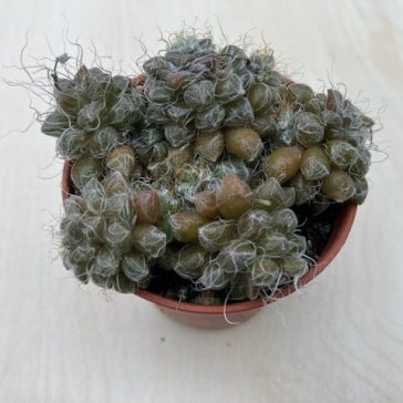 Anacampseros filamentosa