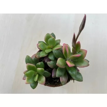 Anacampseros telephiastrum 'Variegata'