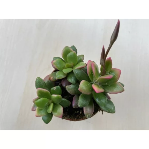 Anacampseros telephiastrum 'Variegata'