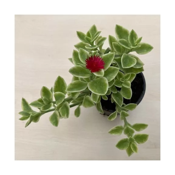Aptenia cordifolia Aptenia cordifolia