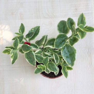 Szívlevelű kristályvirág