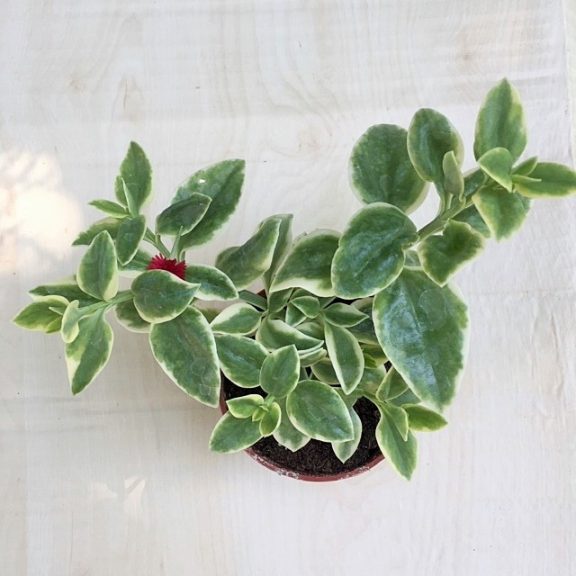 Szívlevelű kristályvirág