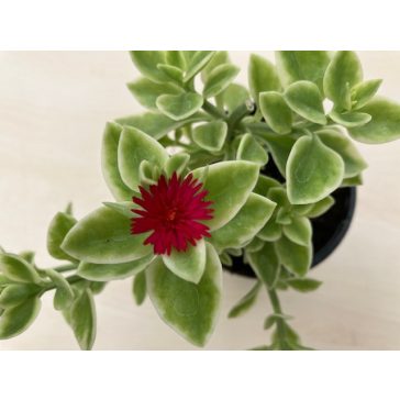 Szívlevelű kristályvirág