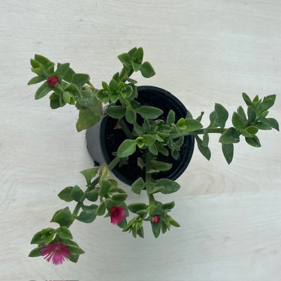 Szívlevelű kristályvirág