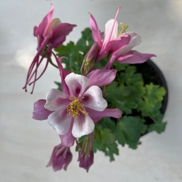 Aquilegia vulgaris