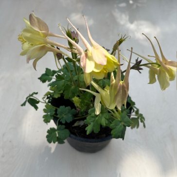 Aquilegia vulgaris
