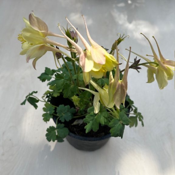 Aquilegia vulgaris