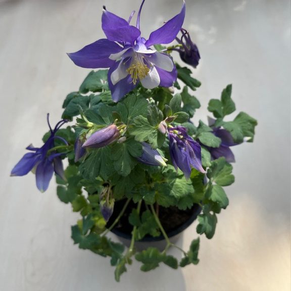 Aquilegia vulgaris
