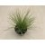 Festuca glauca 'Amigold'