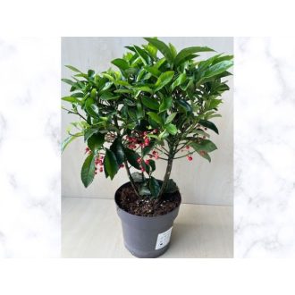 Ardisia crenata