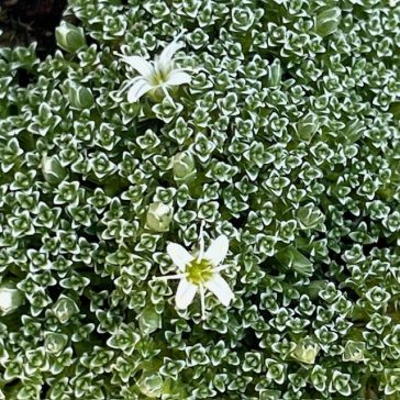 Arenaria lithops 