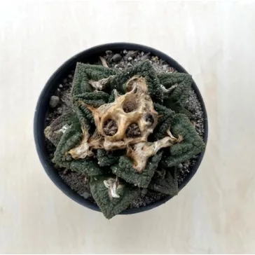 Ariocarpus fissuratus