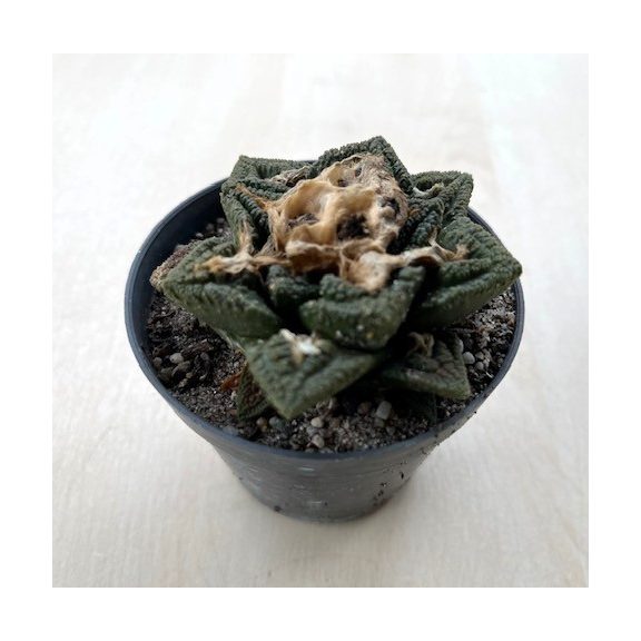 Ariocarpus fissuratus