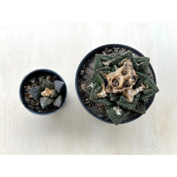 Ariocarpus fissuratus