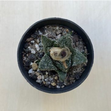 Ariocarpus fissuratus