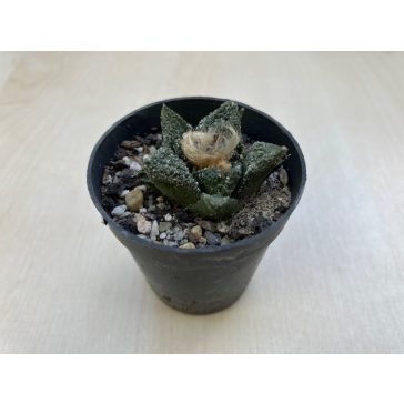 Ariocarpus fissuratus