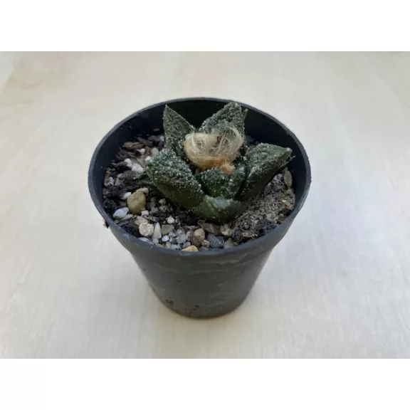 Ariocarpus fissuratus