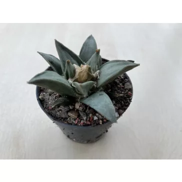 Ariocarpus retusus