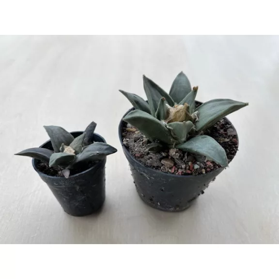 Ariocarpus retusus