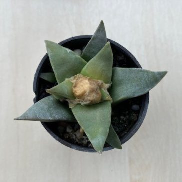 Ariocarpus retusus