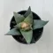 Ariocarpus retusus