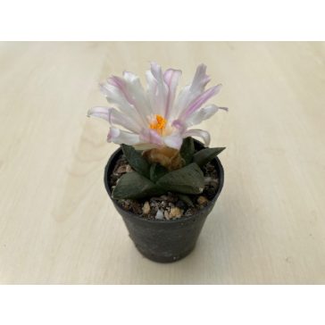 Ariocarpus retusus