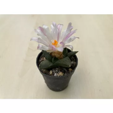 Ariocarpus retusus
