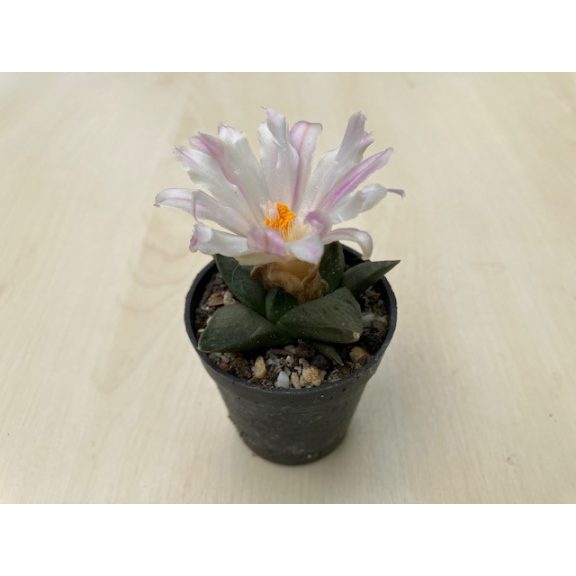 Ariocarpus retusus