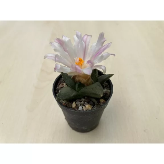 Ariocarpus retusus