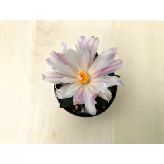 Ariocarpus retusus
