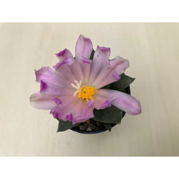 Ariocarpus retusus