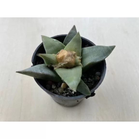 Ariocarpus retusus
