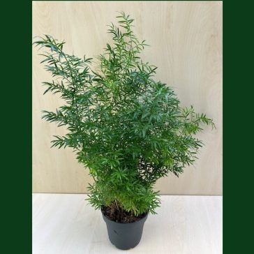 Asparagus densiflorus 'Sprengeri'