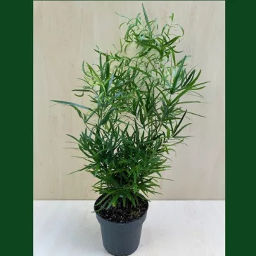 Asparagus falcatus