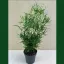 Asparagus falcatus