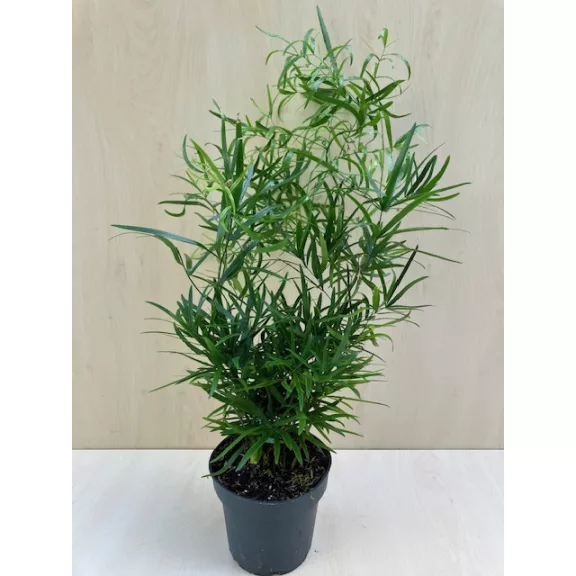 Asparagus falcatus