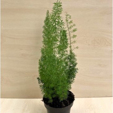 Asparagus densiflorus 'Meyeri'