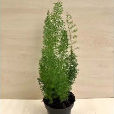 Asparagus densiflorus 'Meyeri'