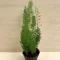 Asparagus densiflorus 'Meyeri'