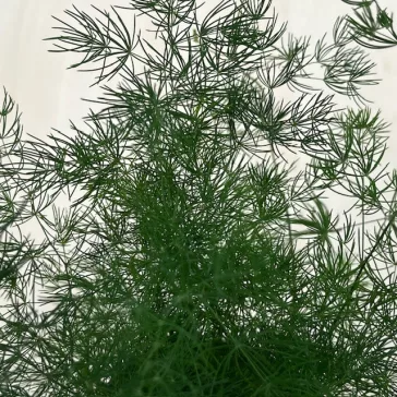 Asparagus myriocladus