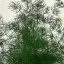 Asparagus myriocladus