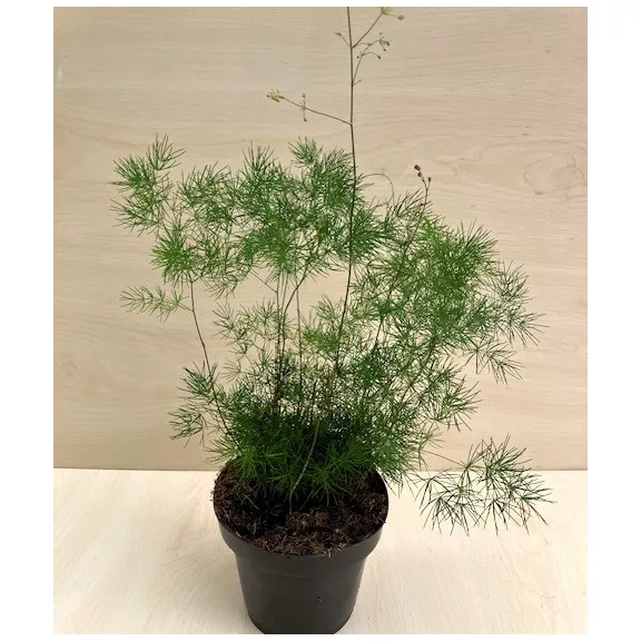 Asparagus myriocladus
