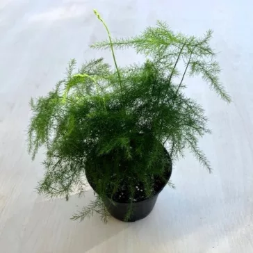 Asparagus setaceus MINI
