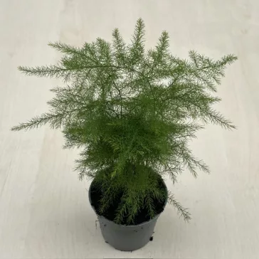 Asparagus setaceus MINI