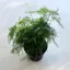 Asparagus setaceus MINI