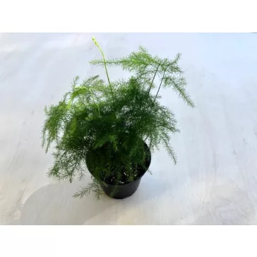 Asparagus setaceus MINI